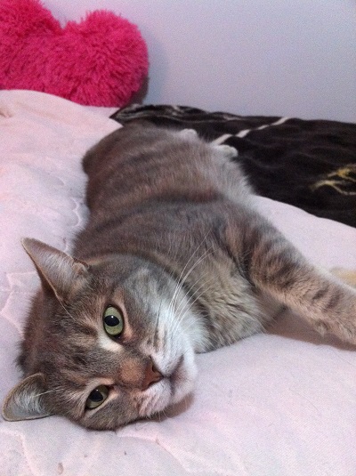 Home visits for cat - Smokey!